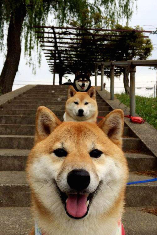 _猛龙队韧劲十足,逆转对手_,猛龙队伍