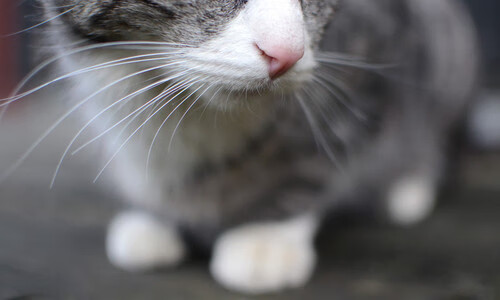 _趣味投篮游戏:全民运动新风尚_,趣味投篮游戏视频