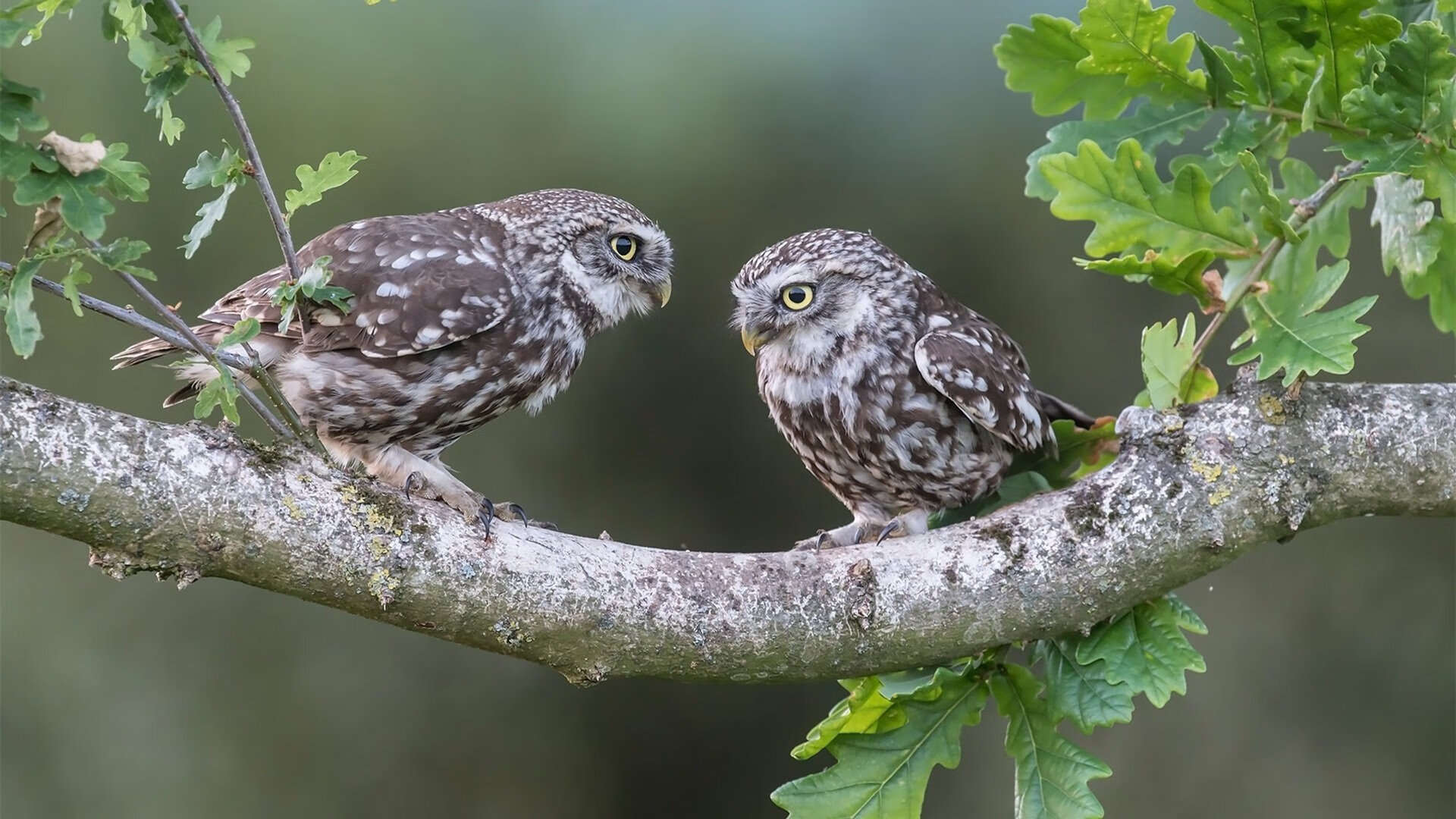 “战术大师:幕后布局的胜负关键”,战术大师怎么玩