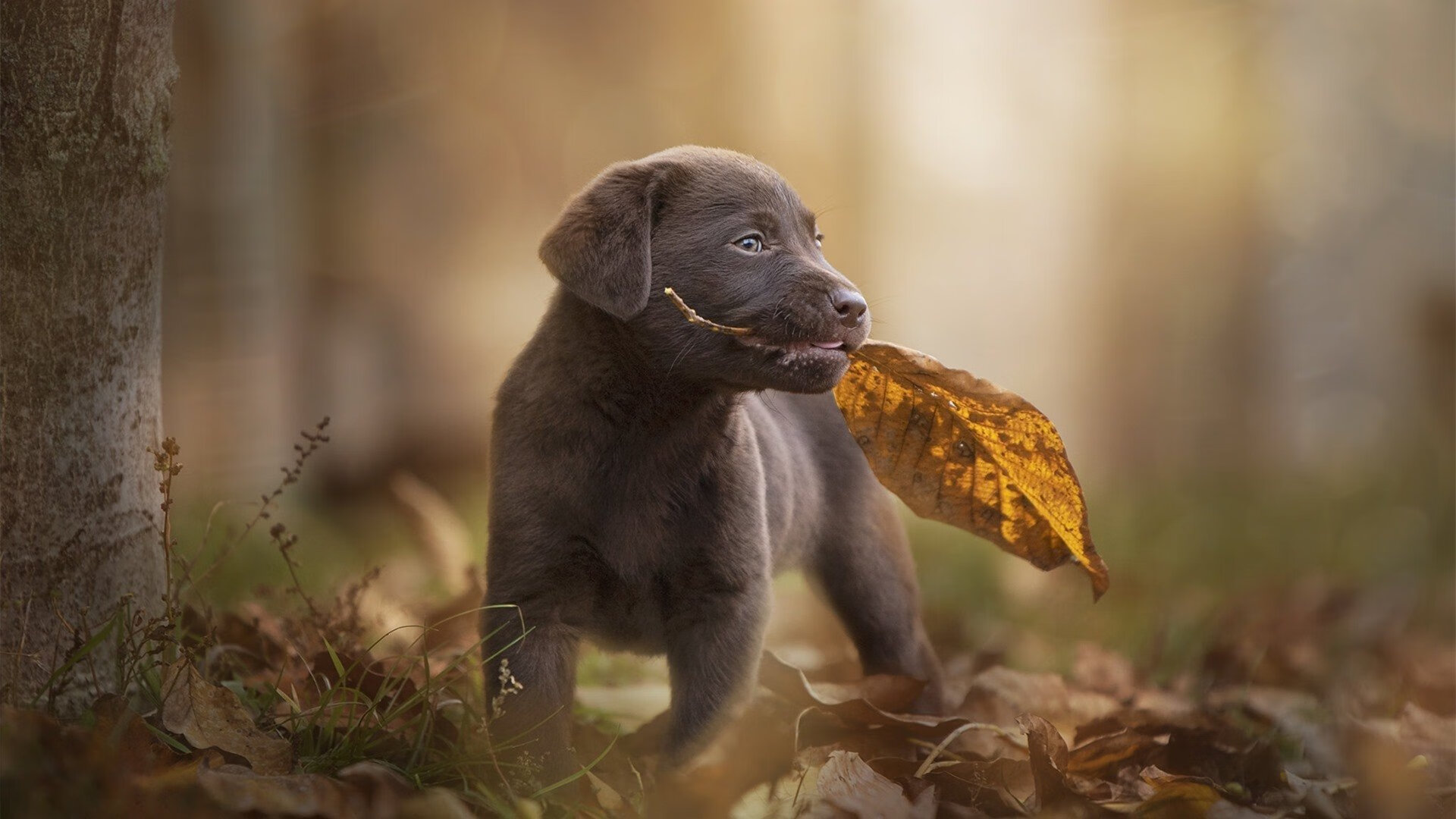 “英超接近收官，争冠大战硝烟弥漫”，英超争4