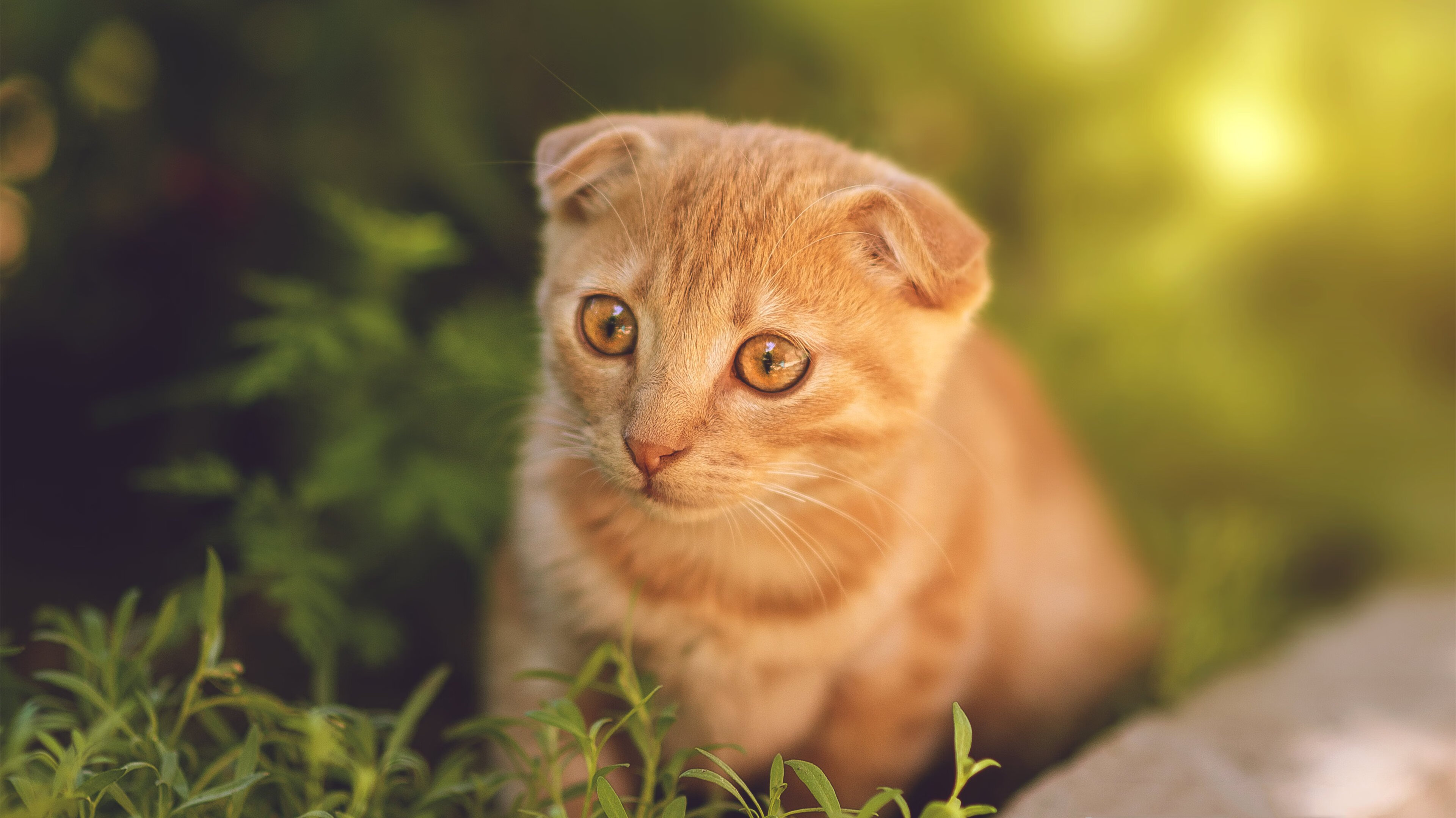 开云投注-“荒漠流星：沙丘上的极速追逐”，沙漠流沙