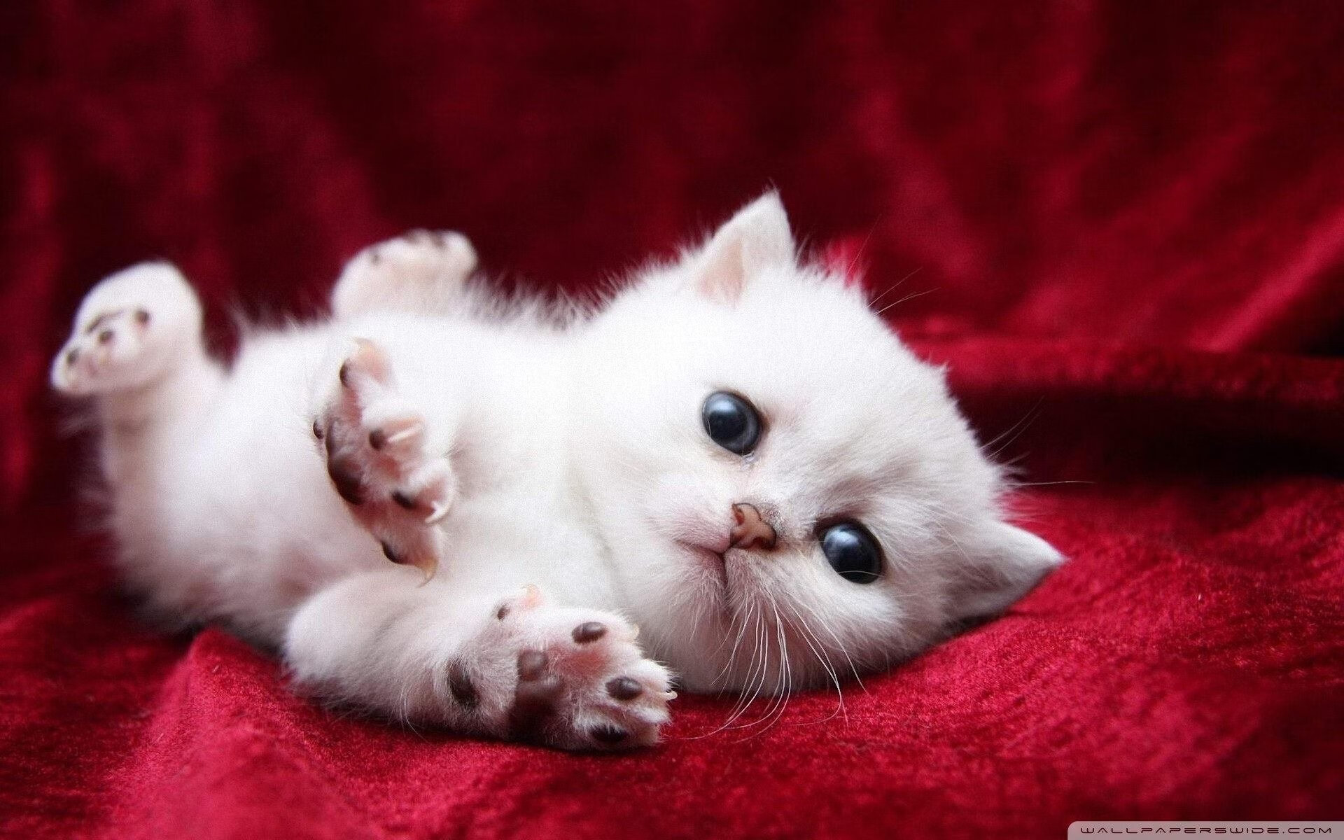 开云官网-夜空下的高空秋千体验，挑战勇气的极限，高空秋千在哪里