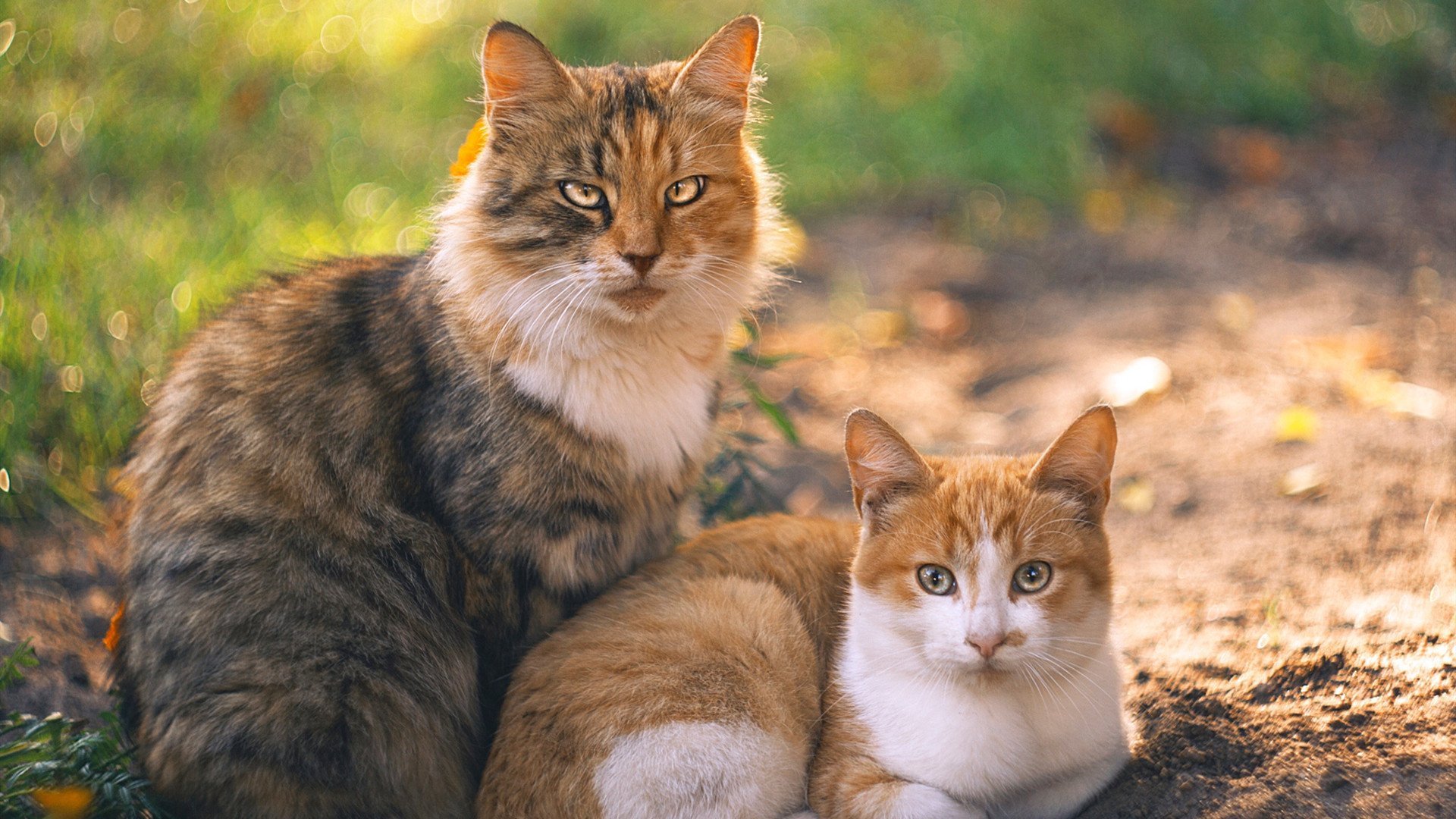 墨西哥马术协会与国际马术联合会合作，举办国际马术交流活动，促进技术交流。