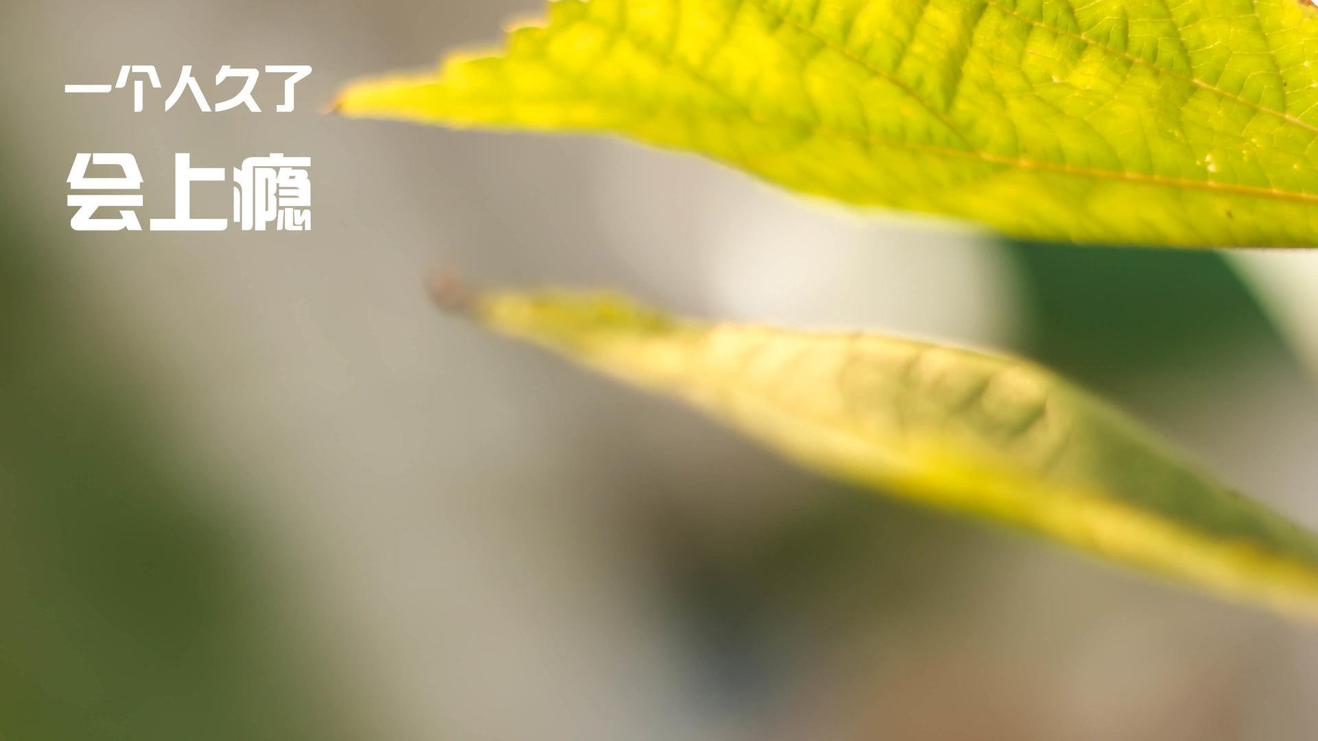 开云体育官网-德甲领头羊多特蒙德迎来强敌挑战，德甲多特蒙德官方合作伙伴