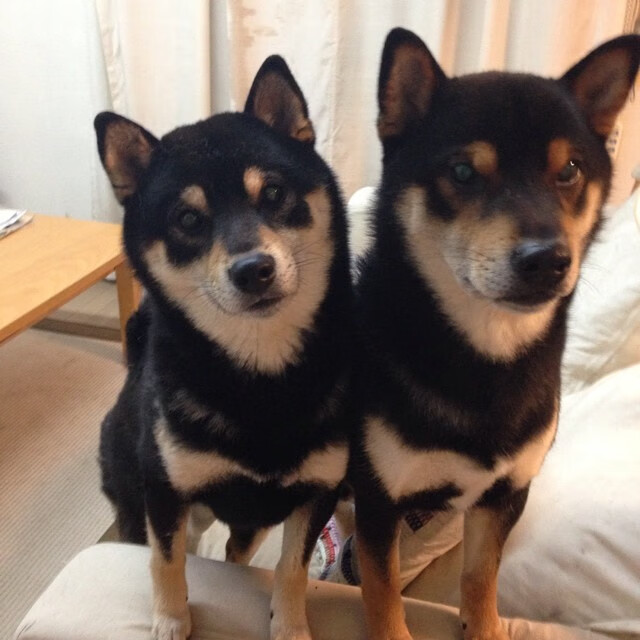 德甲:霍芬海姆3-1击败柏林联合,攻势凌厉,霍芬海姆vs柏林联合数据分析