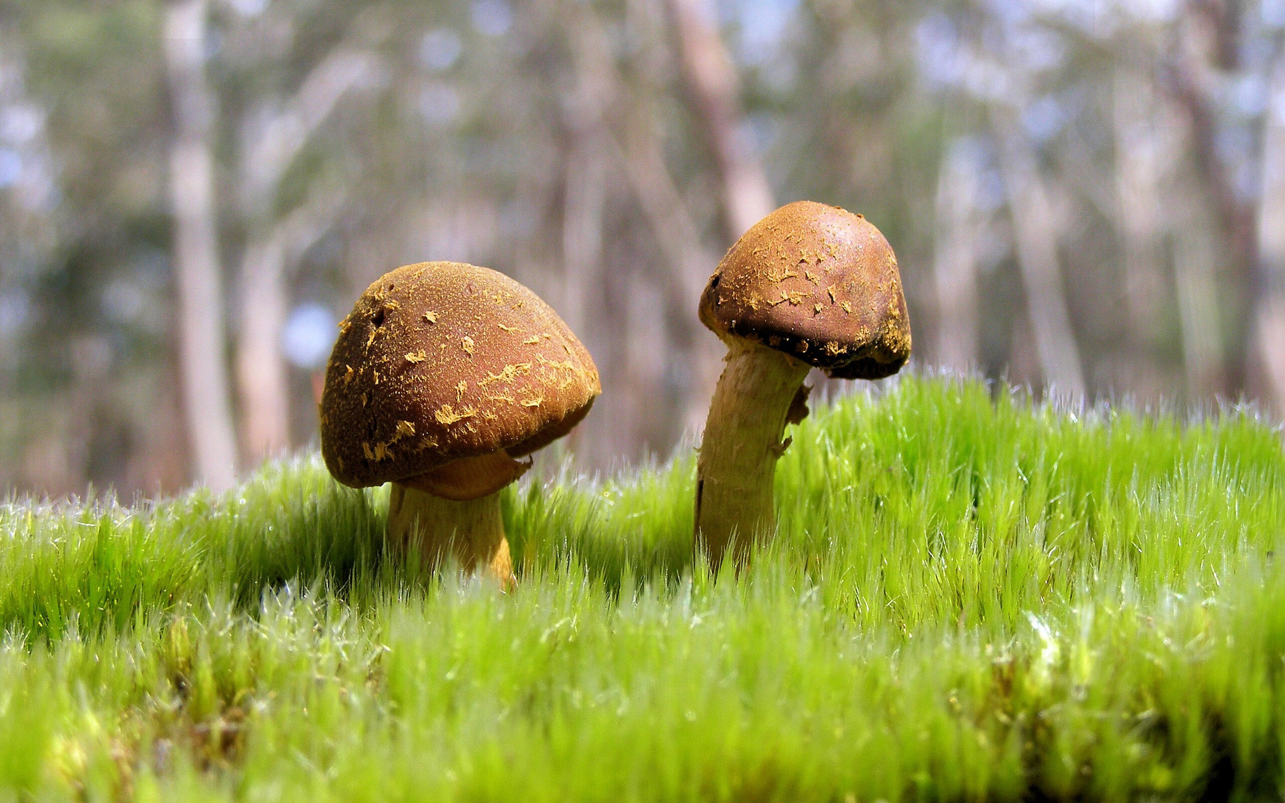 拜仁传奇再现，强势锁定德甲冠军，拜仁的传奇