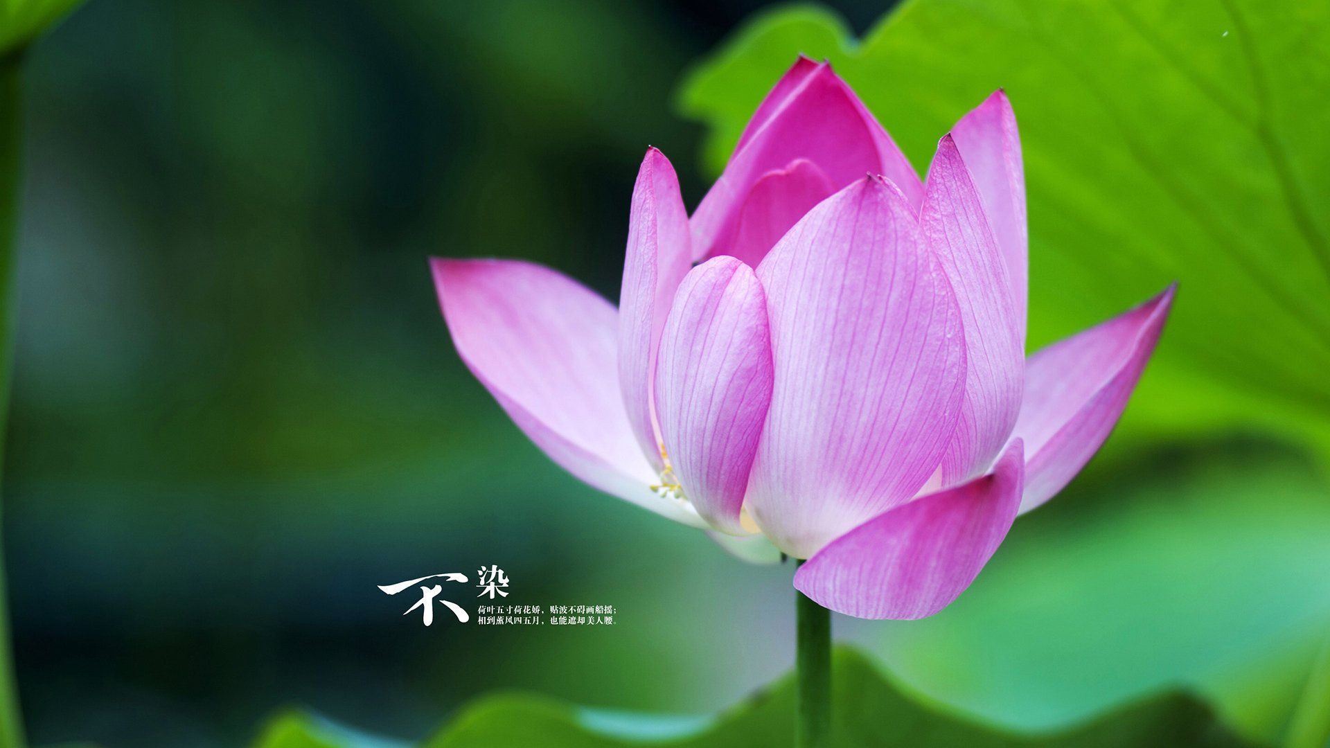 拜仁中场多线作战，配合默契成为制胜关键，在拜仁效力过的中场