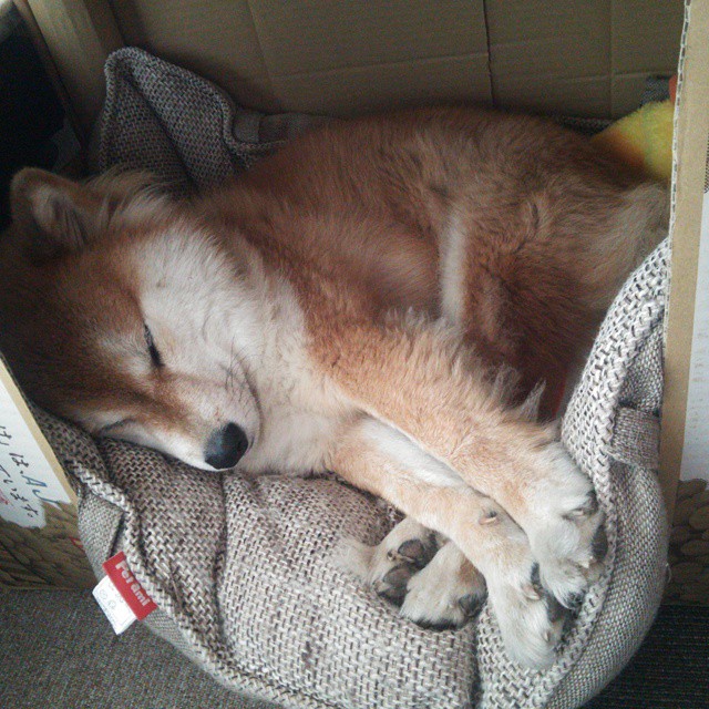 未来NBA：科技引领下的“智慧球队”崛起，未来nba十大球星