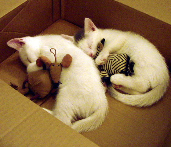 kaiyun sports safe-葡萄牙骑手玛丽亚·卡埃塔诺在2024年葡萄牙盛装舞步锦标赛中以“Hit Plus”马匹获得个人赛银牌，展现坚韧精神。