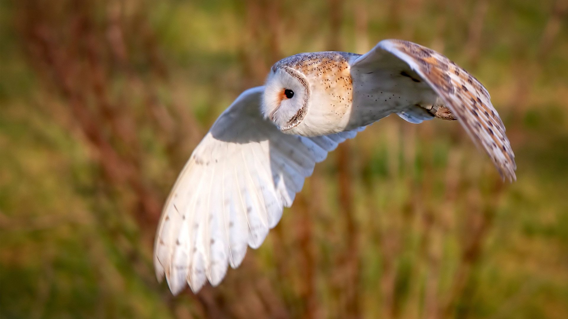 开云APP下载-切斯特城客场击败唐卡斯特，实现客场不败战绩，球队士气正高，切斯特城堡