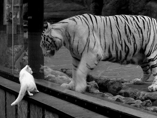 北京国安新帅接手，保级形势仍然严峻，北京国安2020年主帅