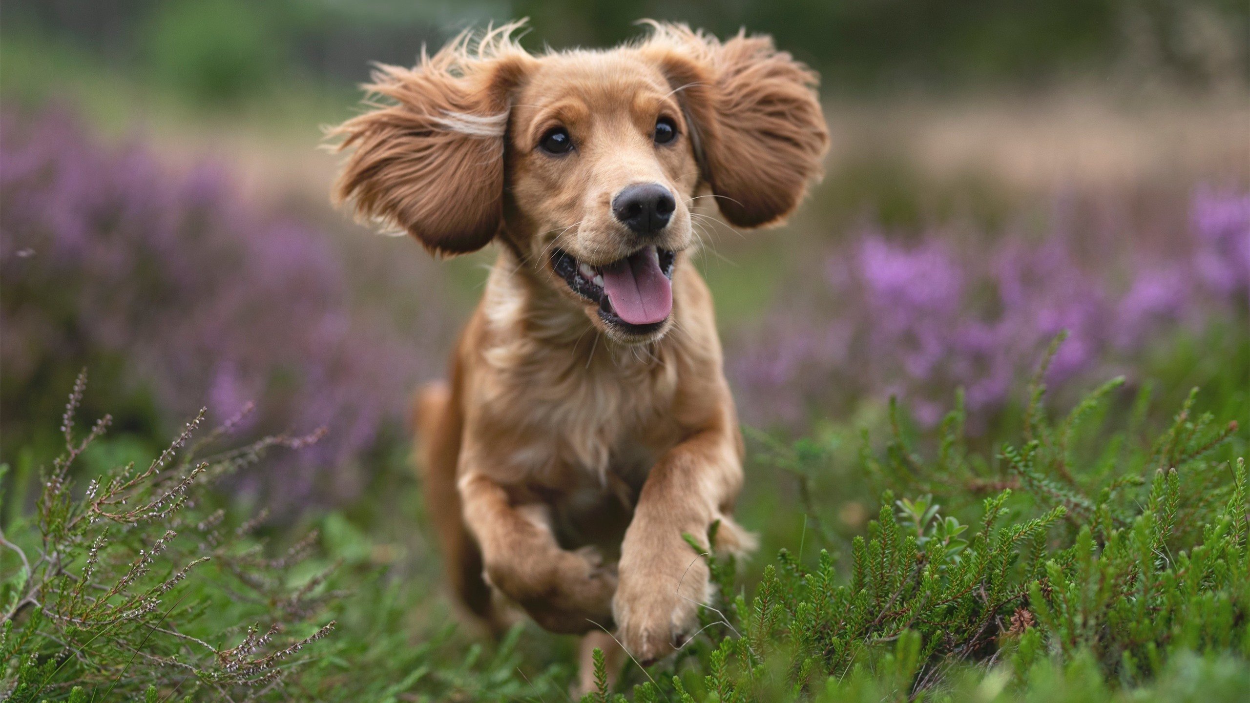 天津权健前锋连场进球,成为攻击箭头,天津权健球员去向
