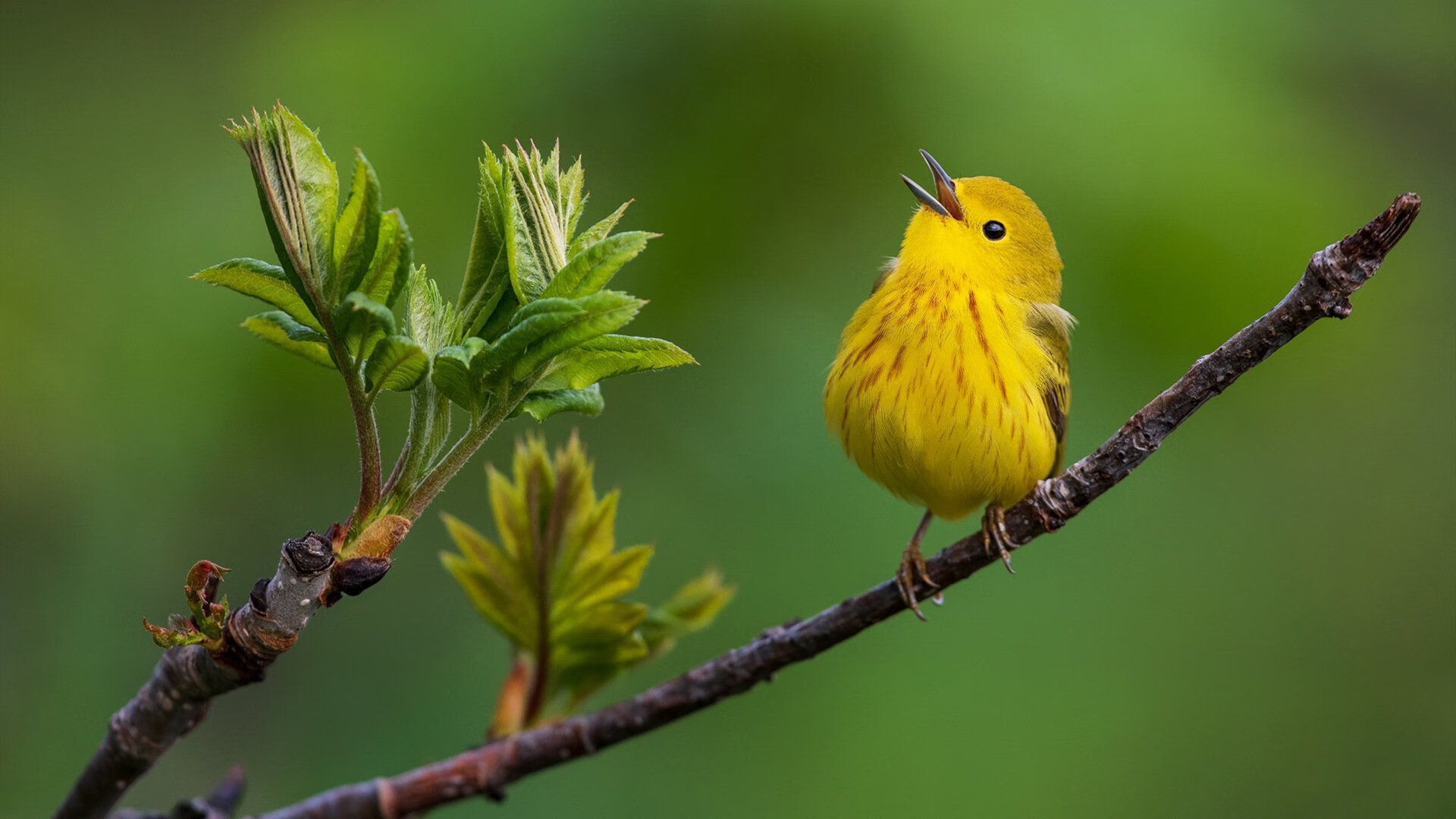 曼城与布莱顿进行决战,胜负悬念,曼城和布莱顿比分预测
