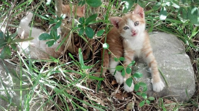 中国足球不同阵型下前锋触球位置热图,足球中前锋的位置和打法