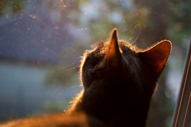 篮球运动员训练负荷科学调控机制研究,篮球运动负荷设计教案