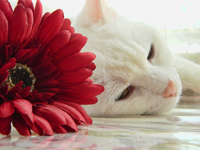 “快艇冲浪:马鞍山赛场突破极限,速度与技巧并肩作战”