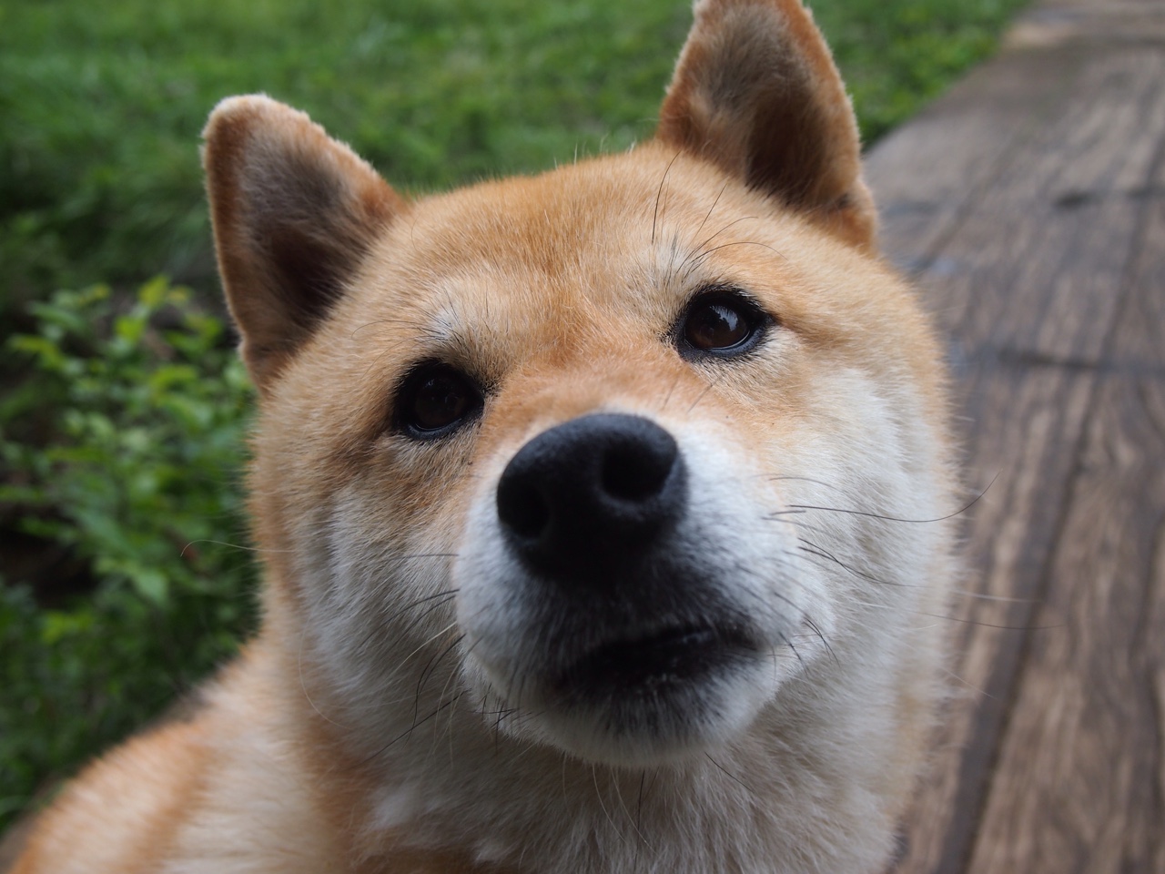 开云体育娱乐app安全-五大联赛是否形成非对称控球结构对抗密集防守，非五大联赛球星