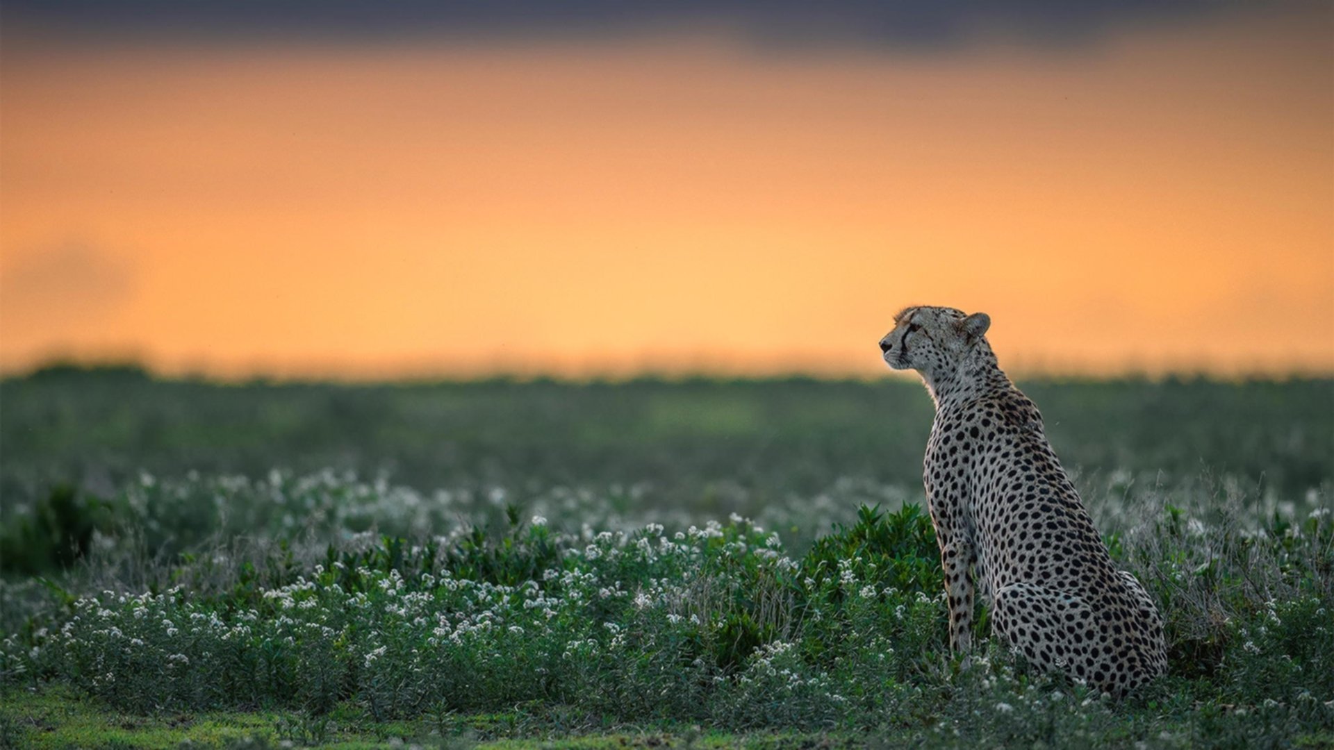北京鸭替补席发挥亮眼有效填补主力空缺,北京鸭班地址